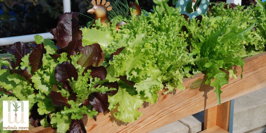 https://www.milorganite.com/application/files/1016/8122/7816/MM_make_salad_lettuce_in_planter_900x450_-min.jpg