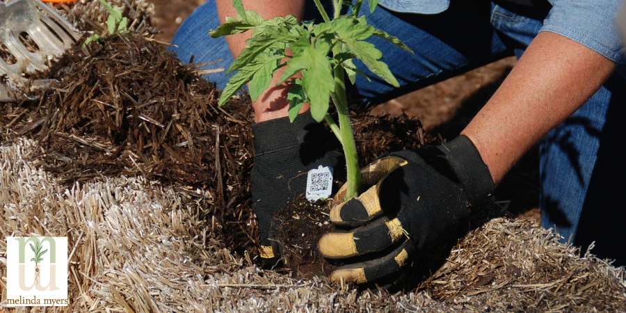 planting a plant in a straw bale