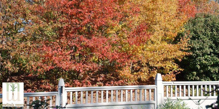 Carpinus caroliniana