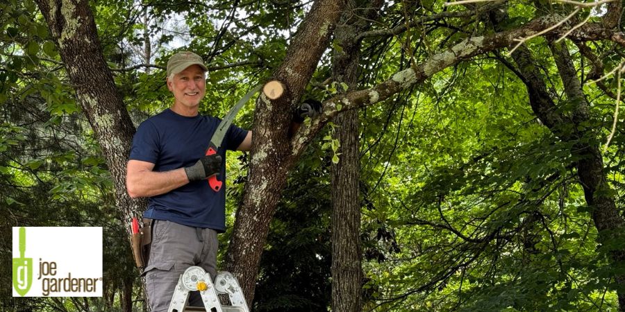 Joe Gardener standing in tree trimming