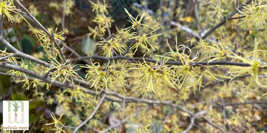 Witch Hazel