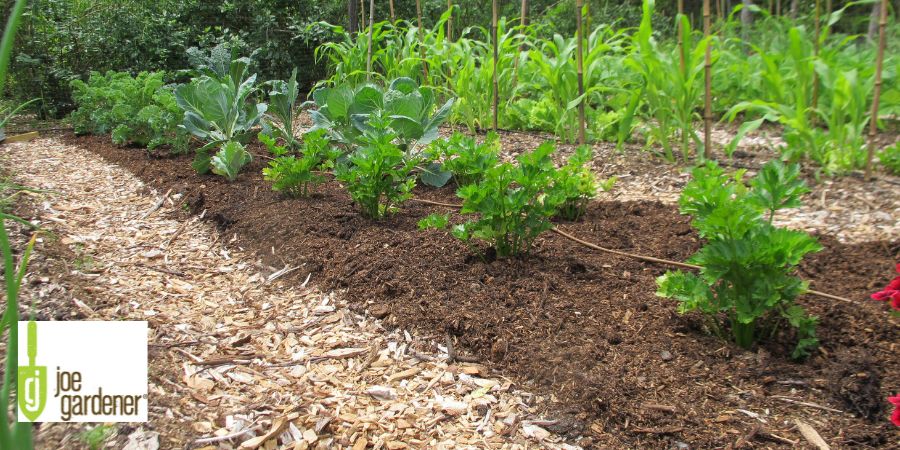 garden with no weeds