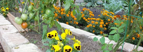 thumbnail_marigolds_with_tomatoes_555_x_201_px.webp