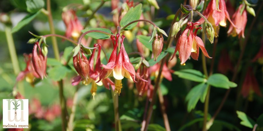 MM Rain garden  Aquilegia canadensis 900x450 -min.jpg