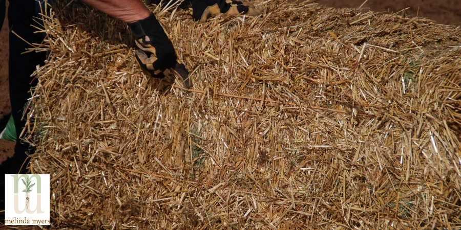 selecting a straw bale
