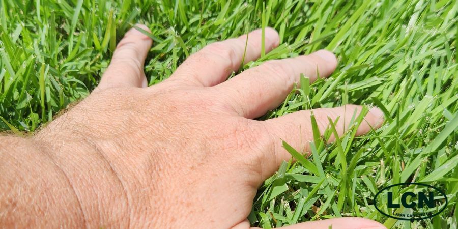 hand touching long green grass