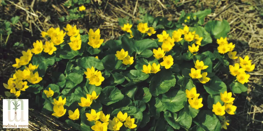 marsh marigold