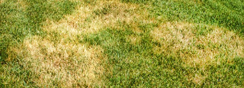 Brown Patch - Warm Season Grass :: Milorganite