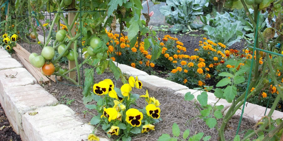 marigolds with tomatoes