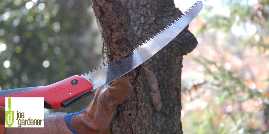 saw cutting down tree branch