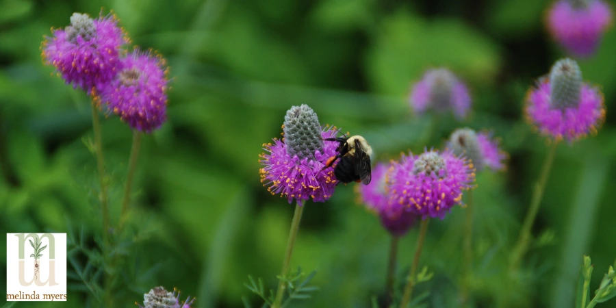 MM eco fall Bee on Dalea Purpurea 900x450.webp