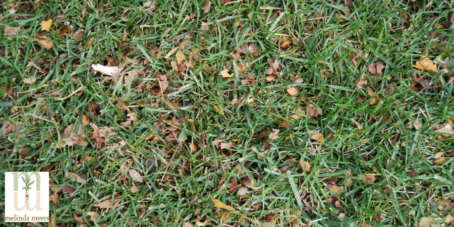 Shredded leaves on lawn