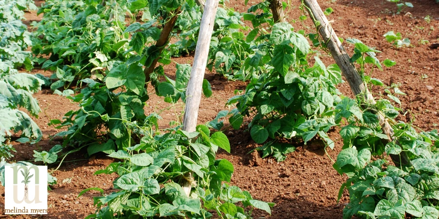 sticks as plant support