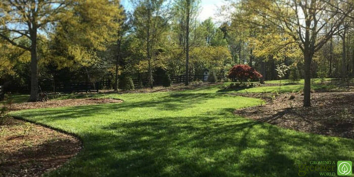 lawn renovation