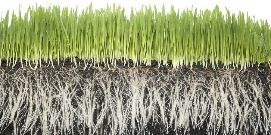 grass fibrous roots
