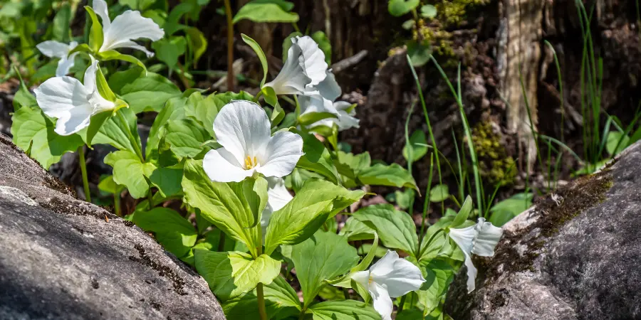 trillium flower
