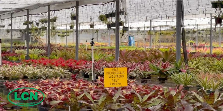 LCN planter tips bromeliads at nursery florida 