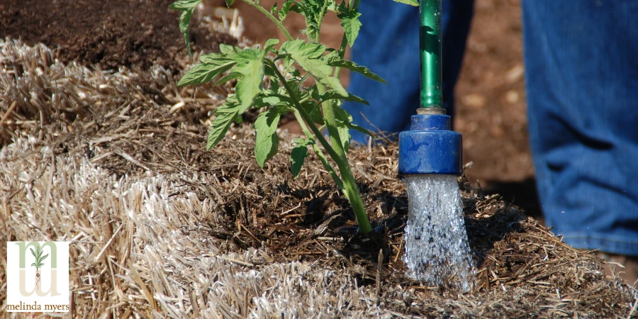 watering straw bale