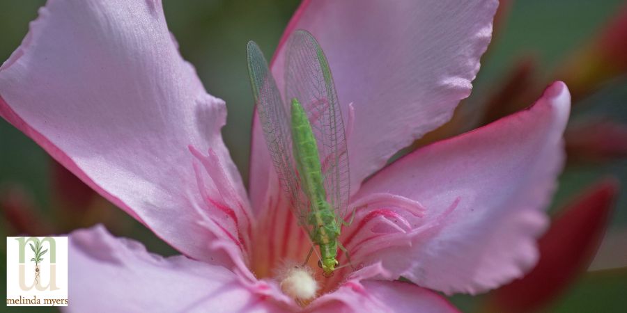 Lacewing on Plant