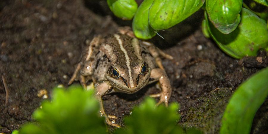 frog in landscape