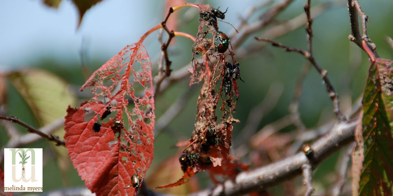 japanese beetle damage on plant