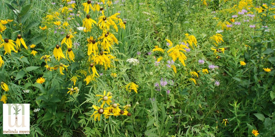 black eyed susan drought tolerant plant