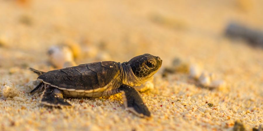 baby turtle on beach