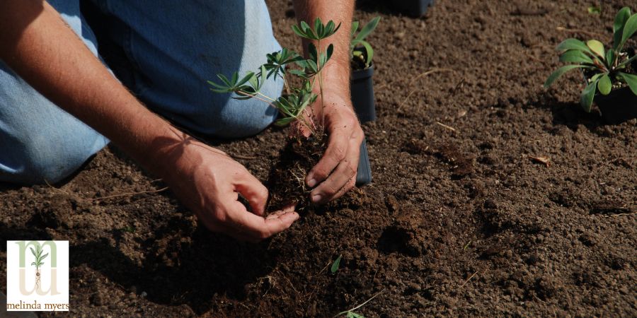 MM Rain garden planting the rain garden  900x450 -min.jpg