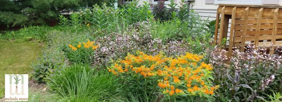 MM_drought_tolerant_prairie_555_x_201_px-min.jpg