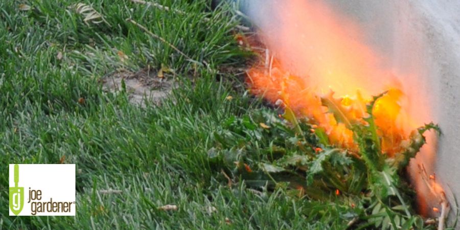 flame killing a weed