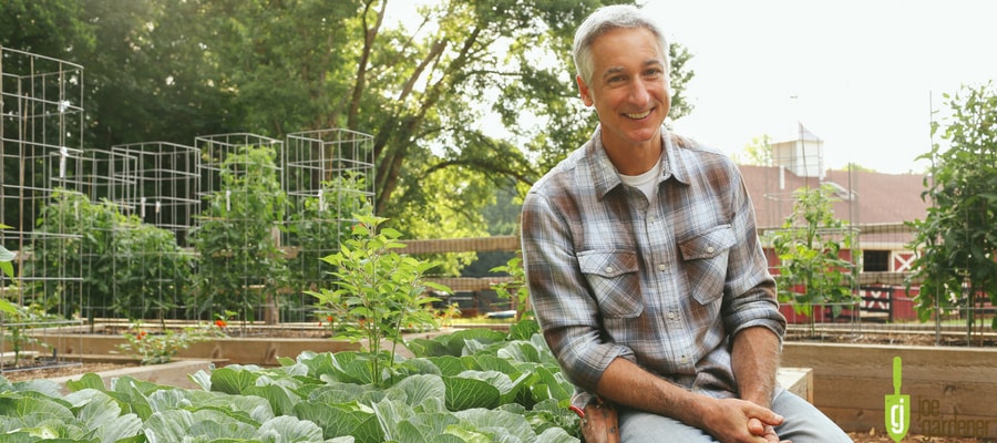 joe gardener in raised bed garden