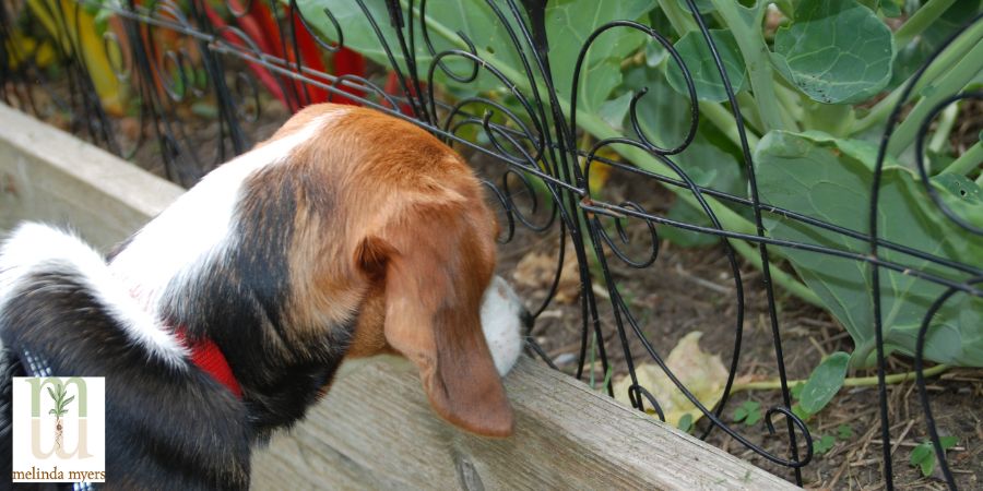 Invisible Fence® Brand Blog, Subscribe for Pet Tips