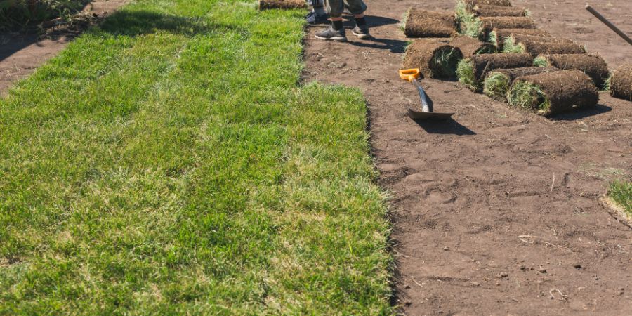 Laying Sod down in Rows on the soil 