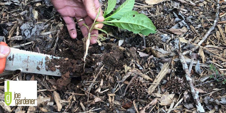 hand pulling out a weed in a garden