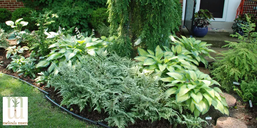 hostas and japenese Ferns