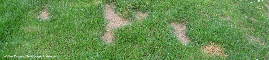 Dog Spot - Warm Season Grass :: Milorganite