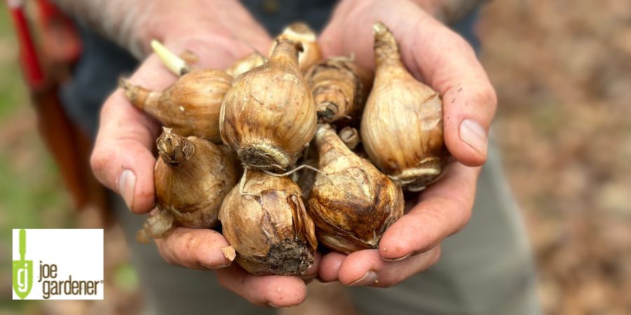 hands holding bulbs